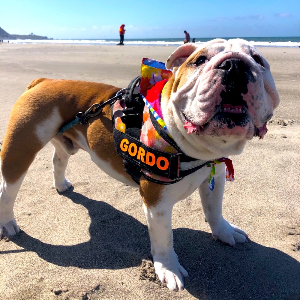 Meet your Posher, Julius